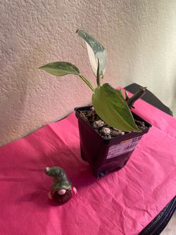 Variegated Silver Sword