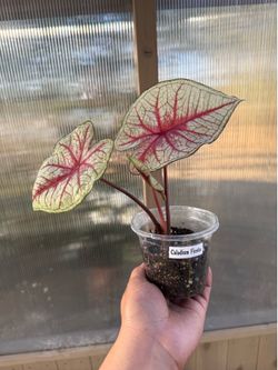 Caladium Fiesta