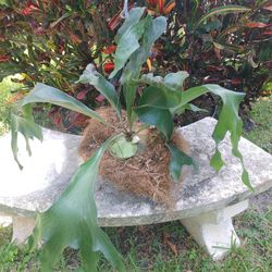 Stag horn fern plants $50 each