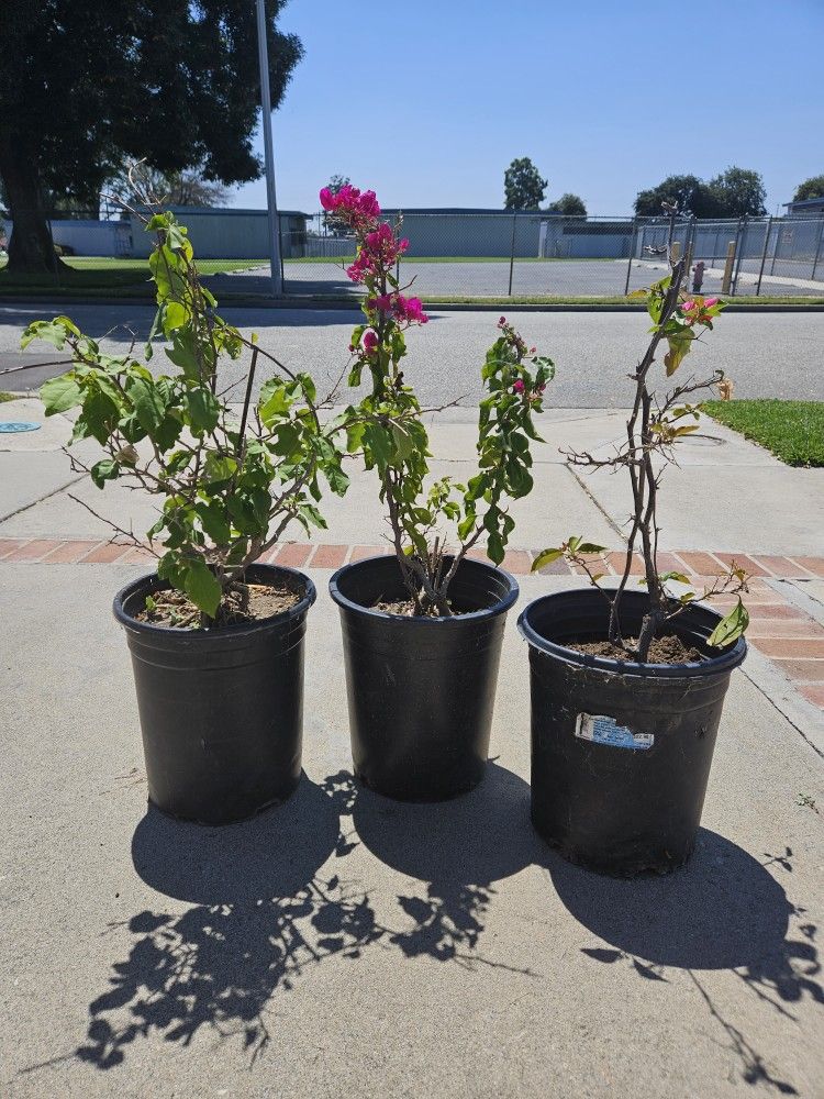 Bougainvillea Plants - Camelina Planta