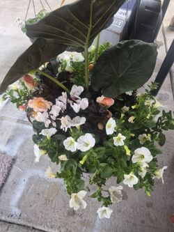 Flowers/ plants