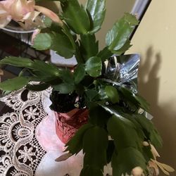 Christmas Cactus (peach) Plant 