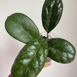 Hoya Cv Elvis Splash