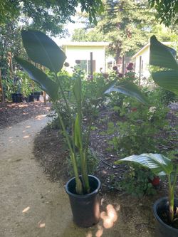 5-5.5ft double white bird of paradise, 2 plants in each pot, now$60each price firm 95820