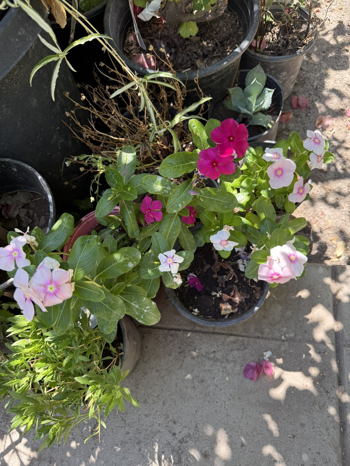 Flowers