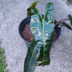 Philodendron Billetii Plant 