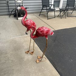 Flamingos 🦩 