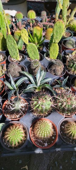 Assorted Potted Cacti and Succulents