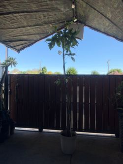 Money tree