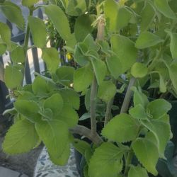 Macetas De orégano Orejón 