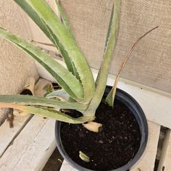 Aloe Vera Plant 
