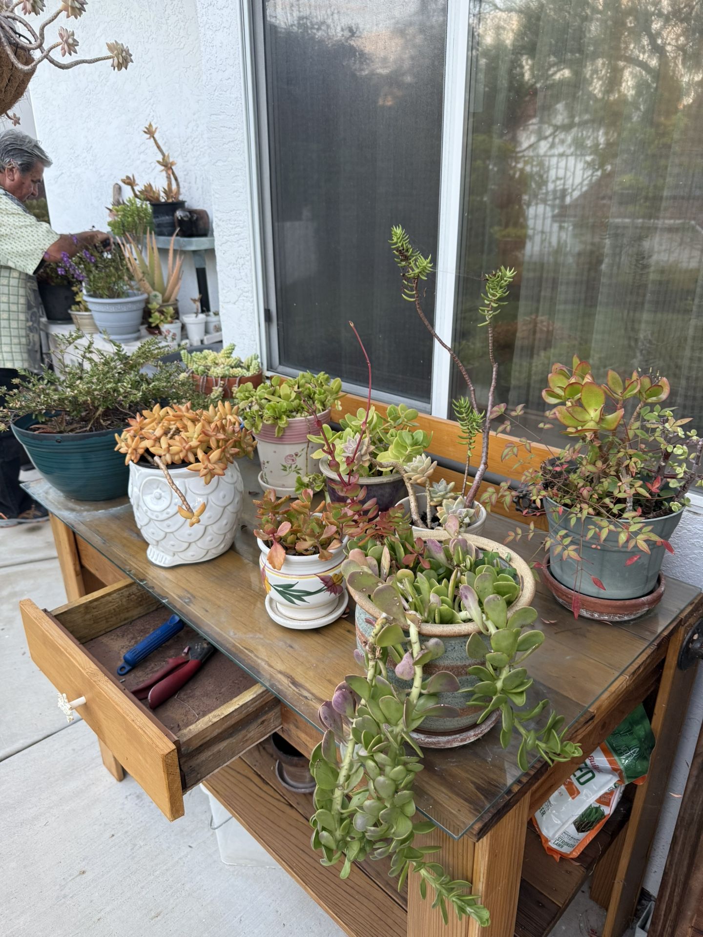 Assorted Plants For Sale/Potting sheds