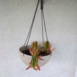 Succulent & Hanging Planter 