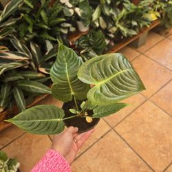 Anthurium 'Veitchii'
5"