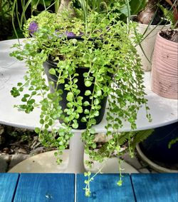 Baby Tears (pilea depressa) in quart size pot