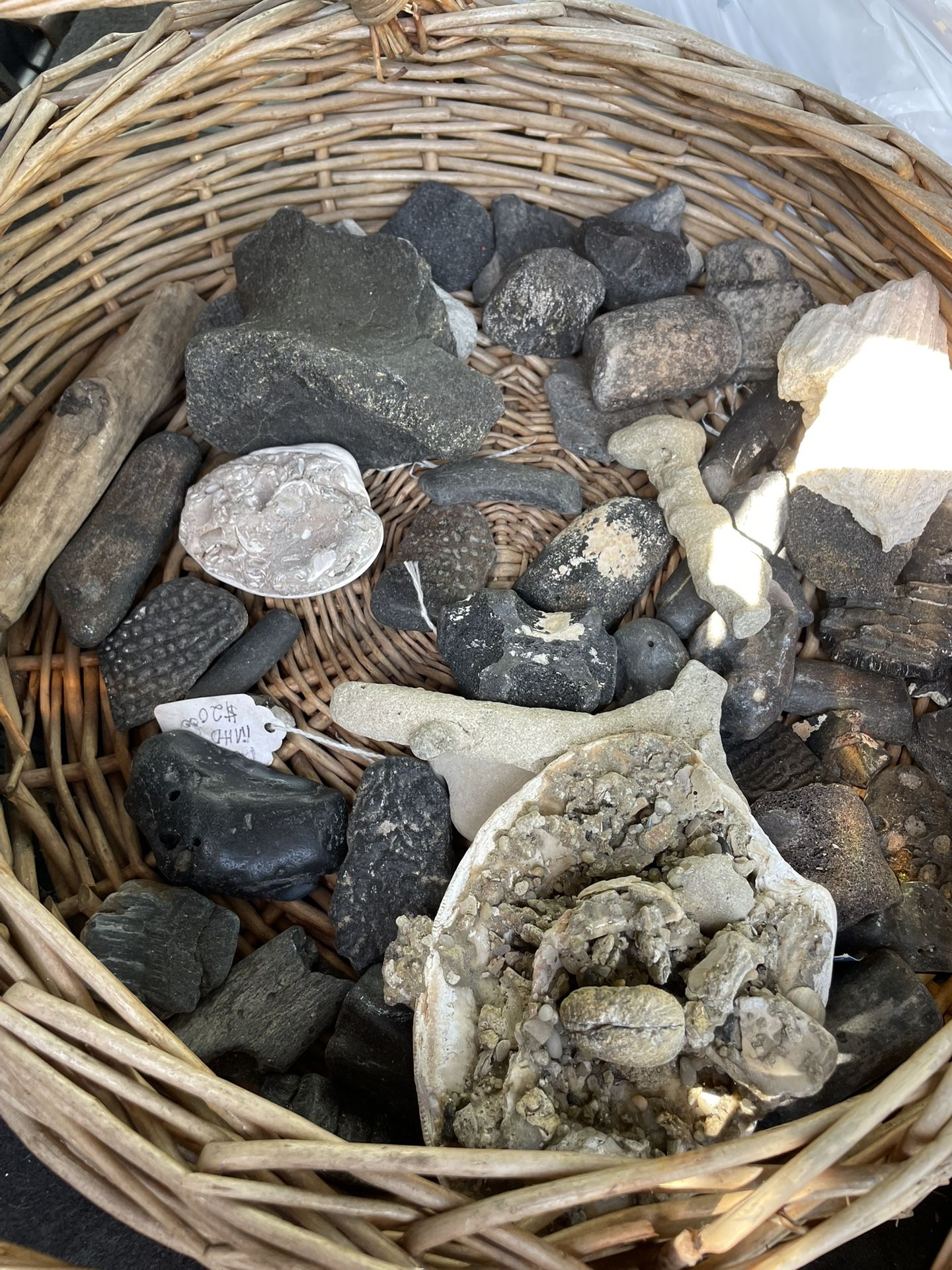 Fossils