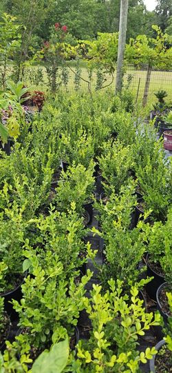 Boxwood Shrub  3gal