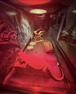 Bearded Dragon Full Size Tank And Heat Lamps Included 
