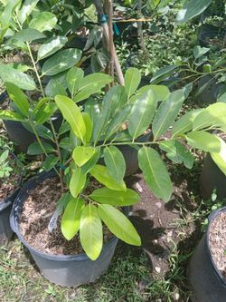 Fruit trees from $50🍑🥭🍊🍋🥑
