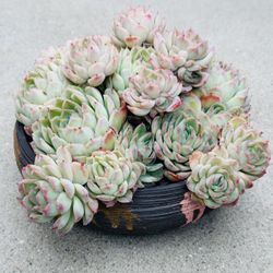 Succulents plants 🪴 （Echeveria elegans raspberry ice）