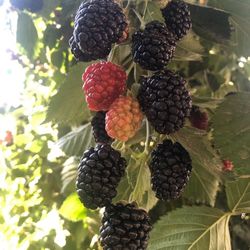 Thornless Blackberry Plants