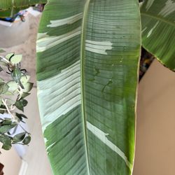 Variegated  Banana Plant 