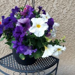 CLEARANCE SALES "Petunia Arrangement " Plant $15