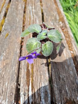 Trailing African Violet houseplant