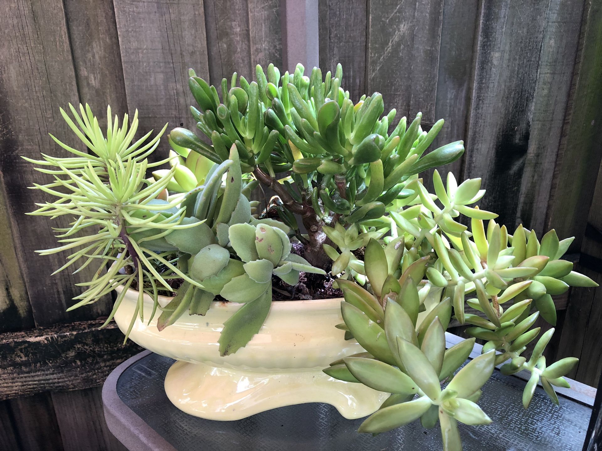 Beautiful large succulent planter garden