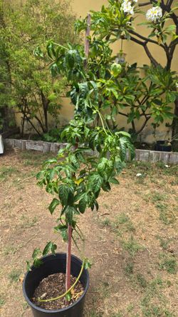 Edible organic Passion fruit cute flower tree (antioxidants,  healthy vitamins)