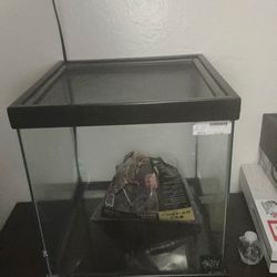 Lizard tank with black sand