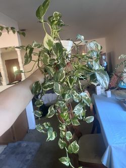 Pothos N’Joy $15