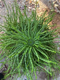 Euphorbia/ Medusa plant