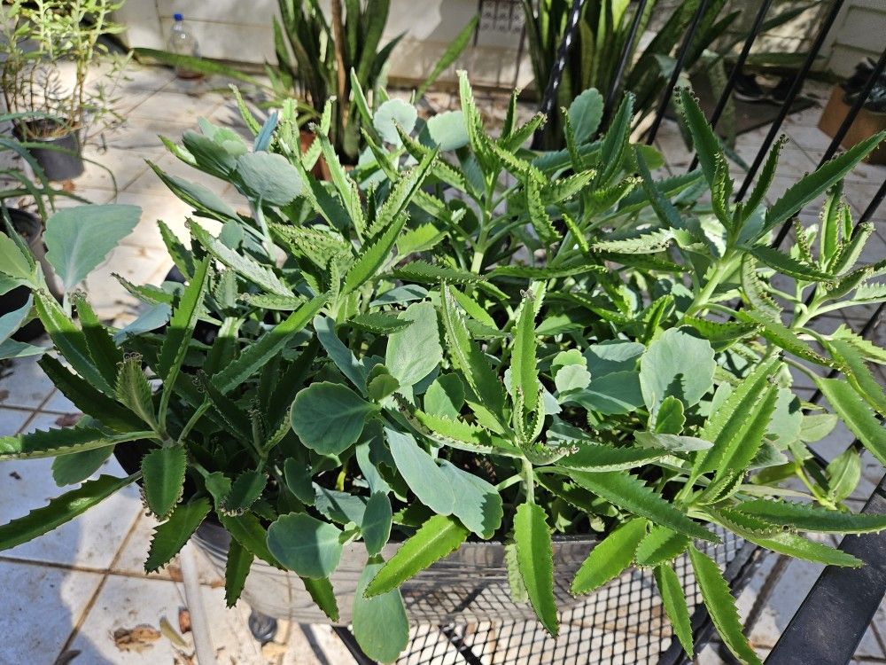 Big Pot Plant(mother Of Thousands...)