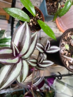 Cuttings in cup