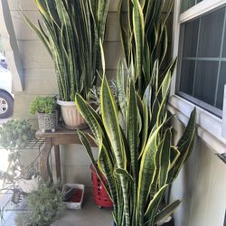 Snake Plants 