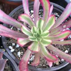 Beautiful colorful healthy succulent Plants
