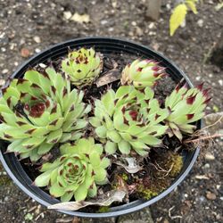 Succulents
