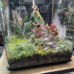 biOrb EARTH Vivarium Terrarium Oase 