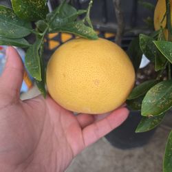 Grapefruit