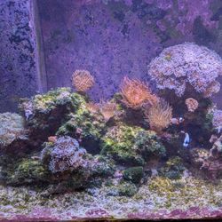 Complete Pro-Level Saltwater Reef Setup – Fully Automated & Established