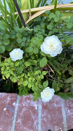 White roses plant