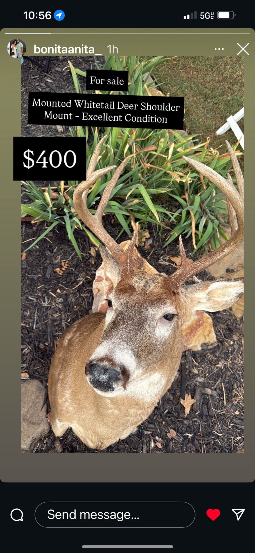 Whitetail Deer Head Mount