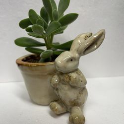 House Plant In Cute Ceramic Pot.
