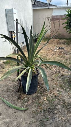 Agave Americana ( Century Plant)