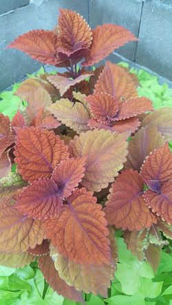 Mixed pot of flowers