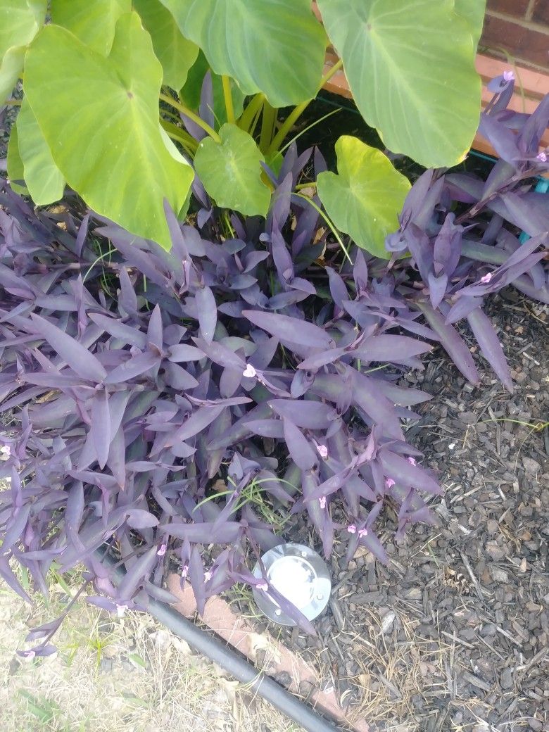 Purple Heart Plant