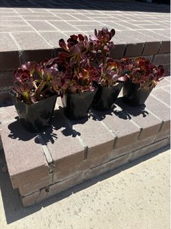 Aeonium Arboreum Atropurpureum Live Plants