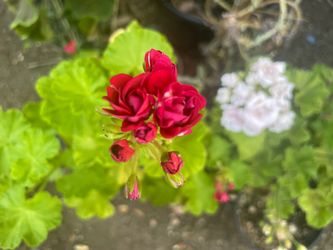 Rare Vibrant Red Rosebud Geranium
