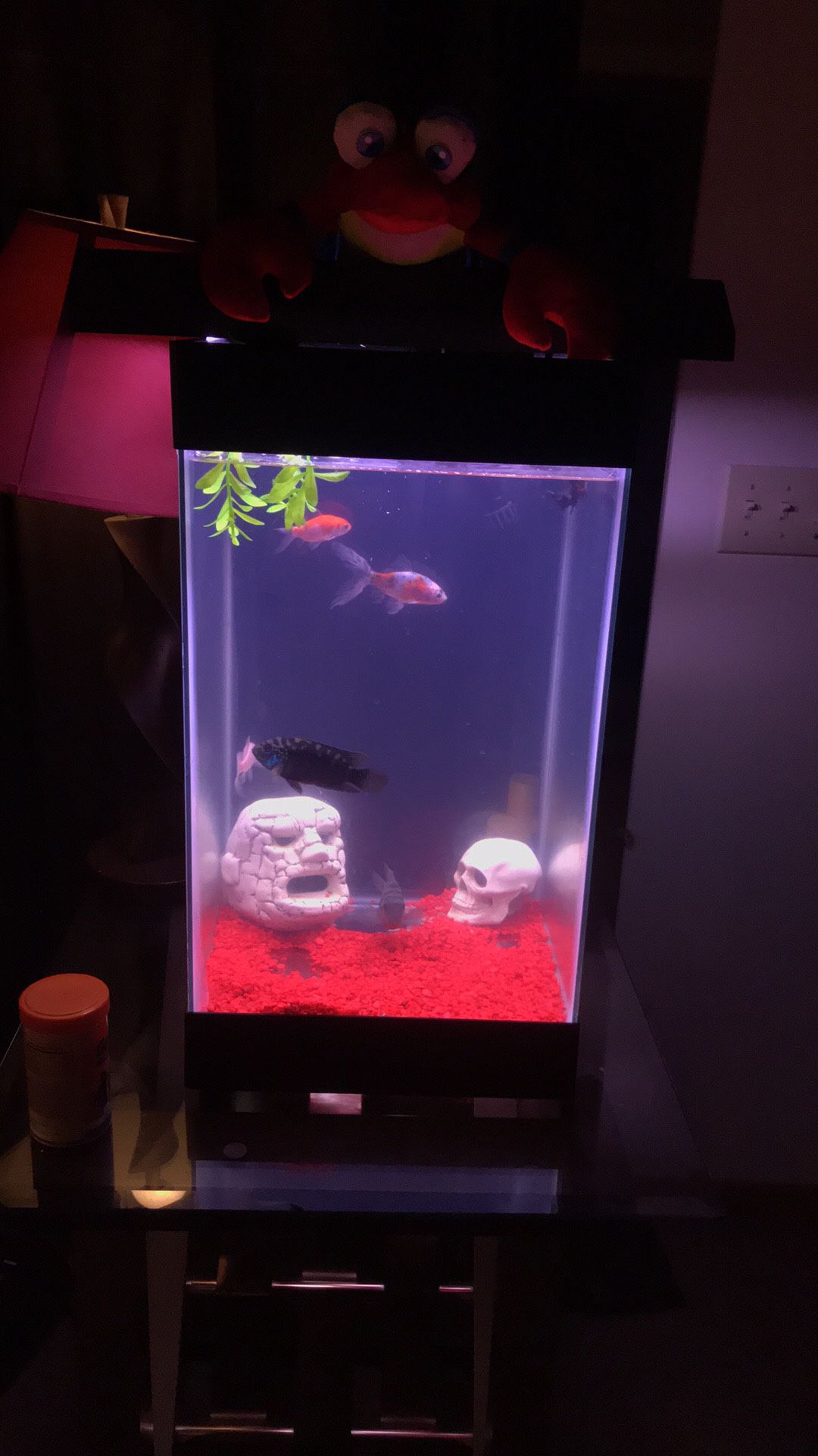 Fish tank comes with everything you see exept for light F..h included